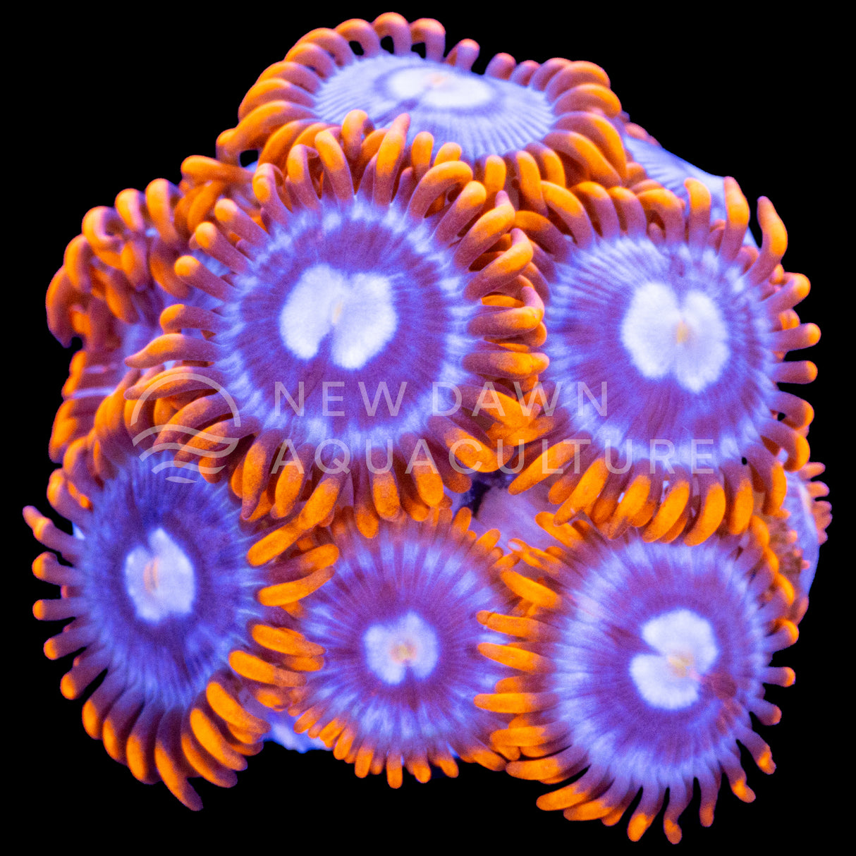 Fire and Ice Zoanthids