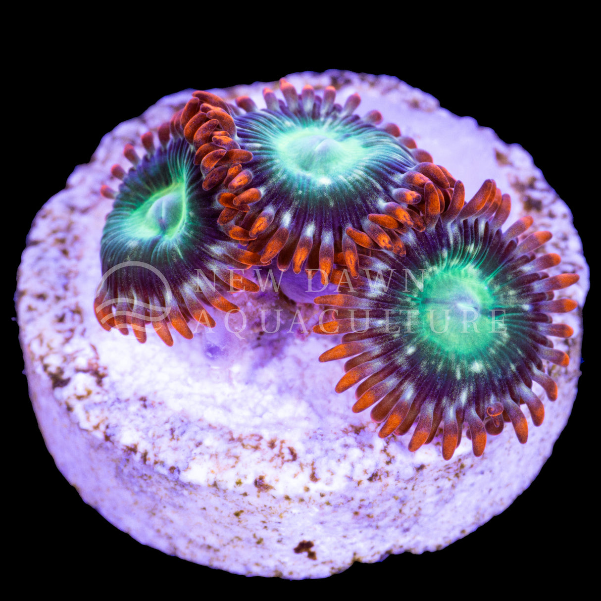 Firebird Zoanthids