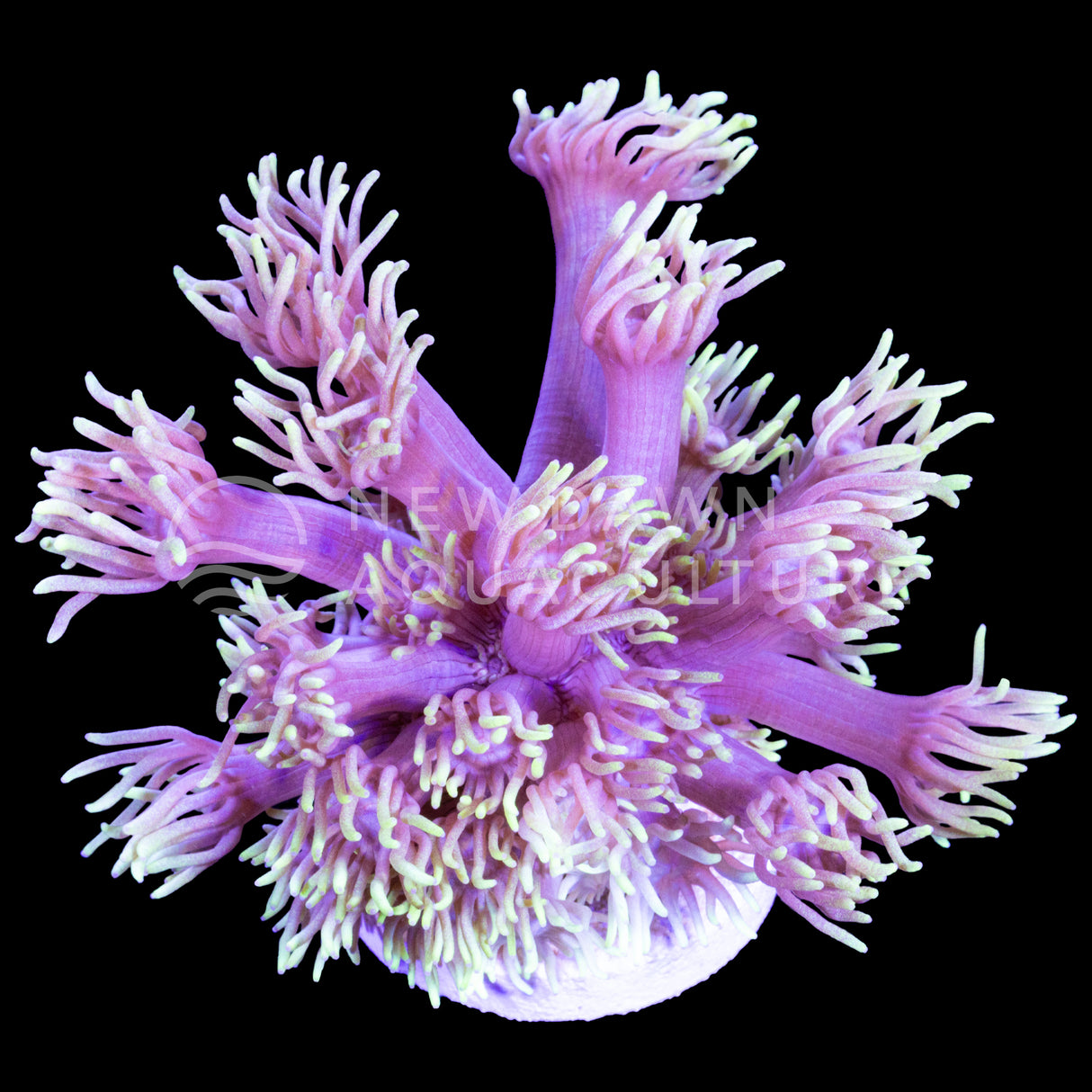 Flamethrower Goniopora