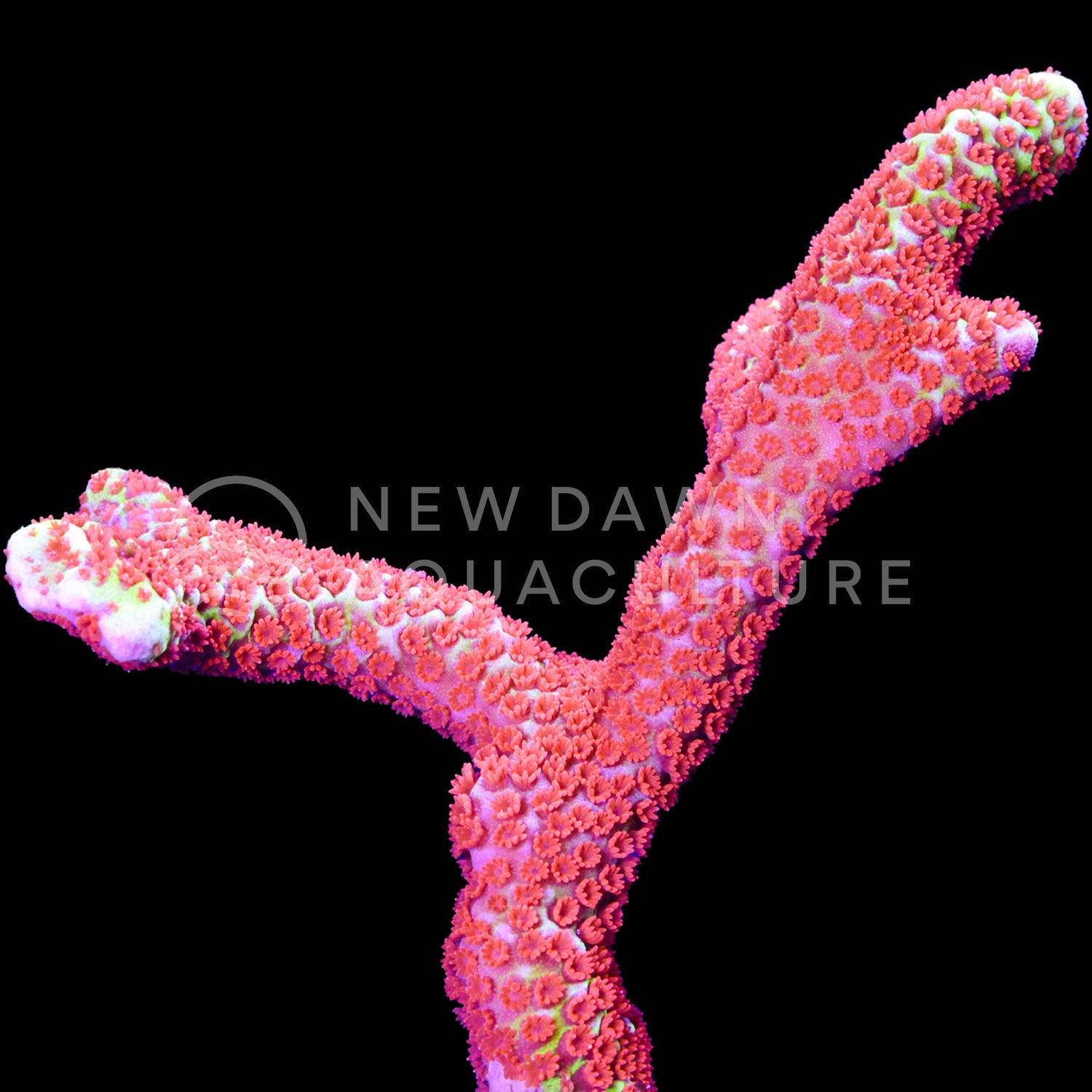 Forest Fire Montipora Digitata