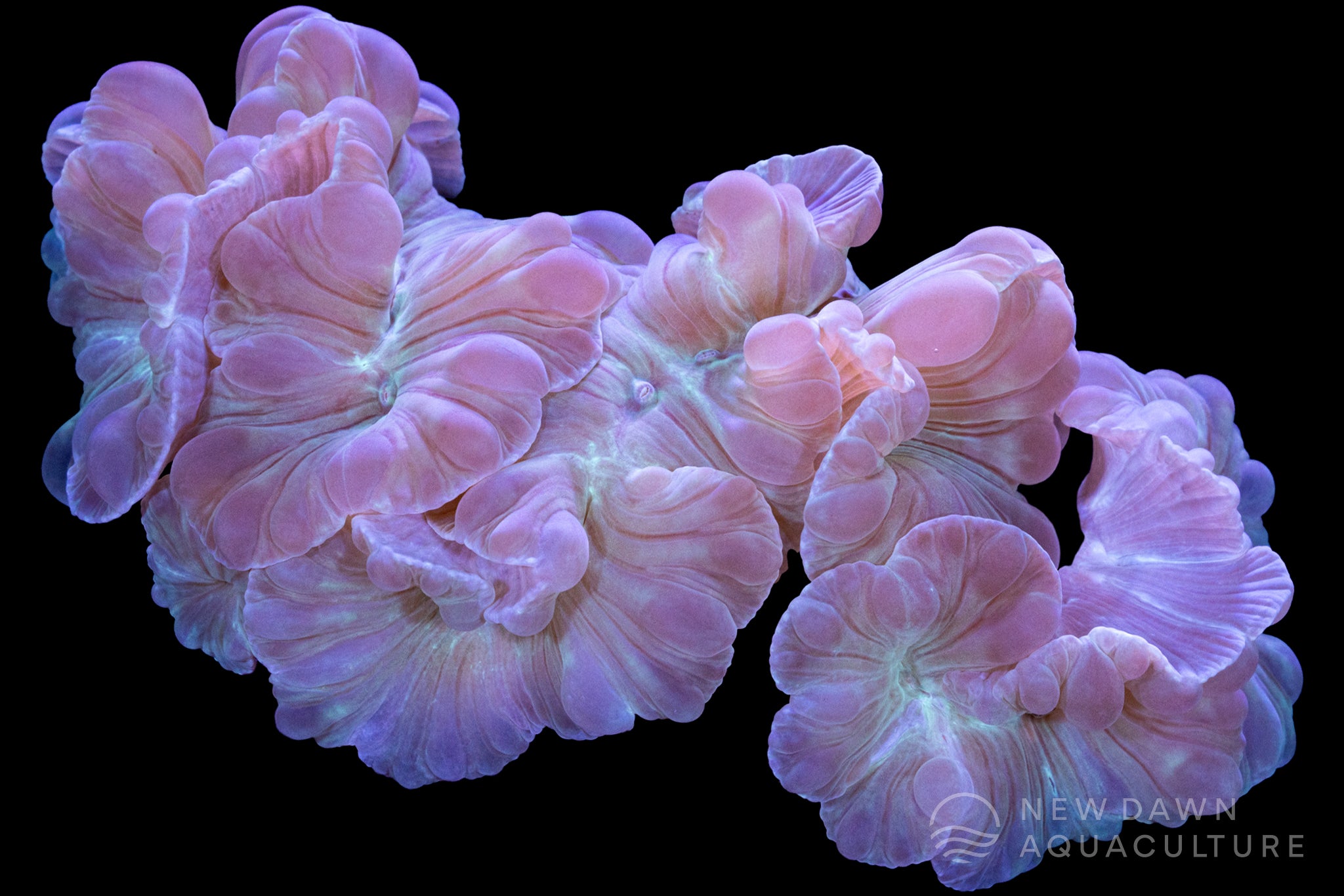Fox Coral | New Dawn Aquaculture