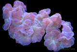 Fox Coral