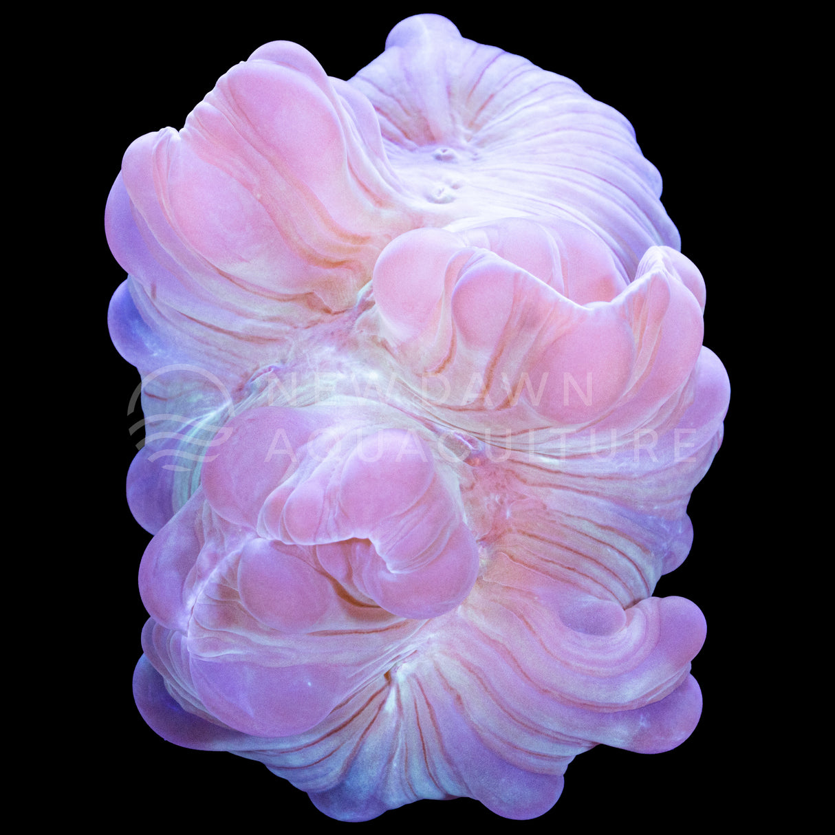 Fox Coral