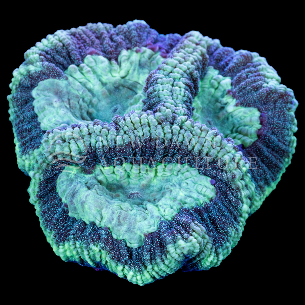 Green Prism Dipsastraea