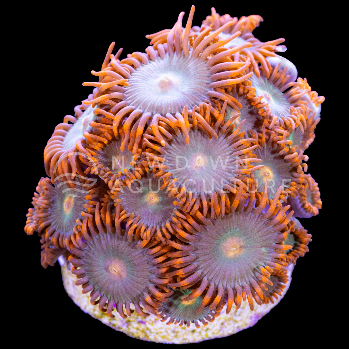 Gatorade Zoanthids