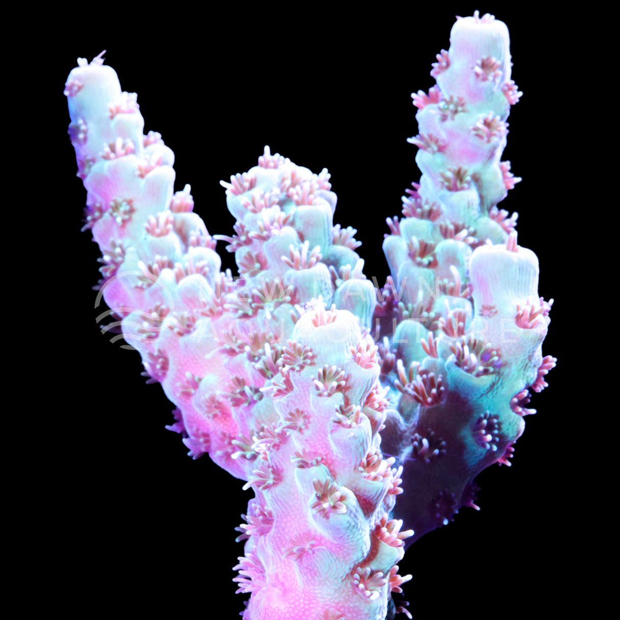 Godzilla Acropora