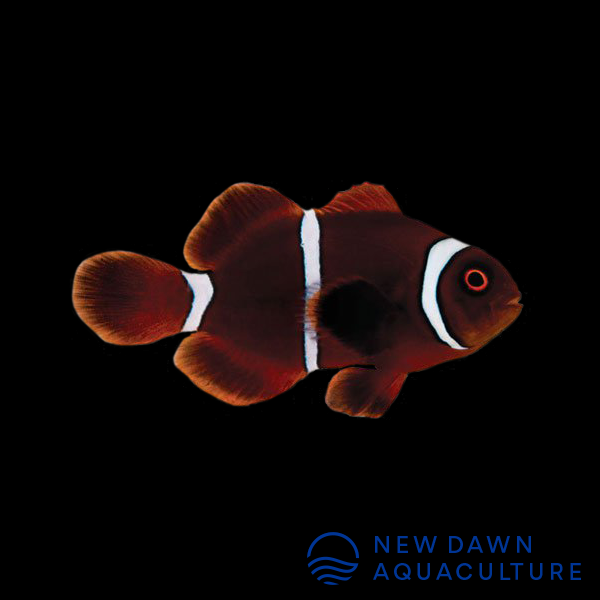 Gold Stripe Maroon Clownfish