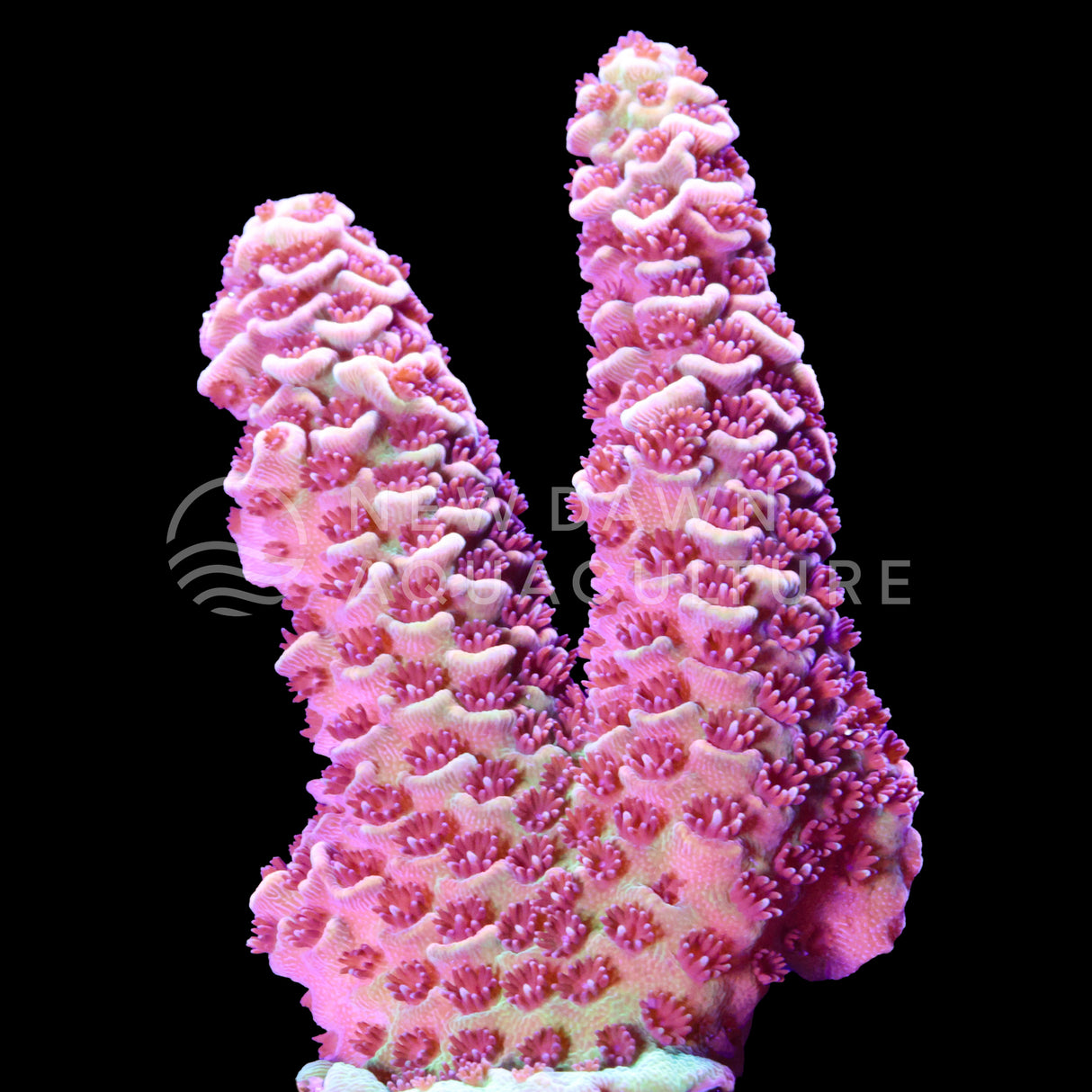 Golden Ember Acropora Millepora
