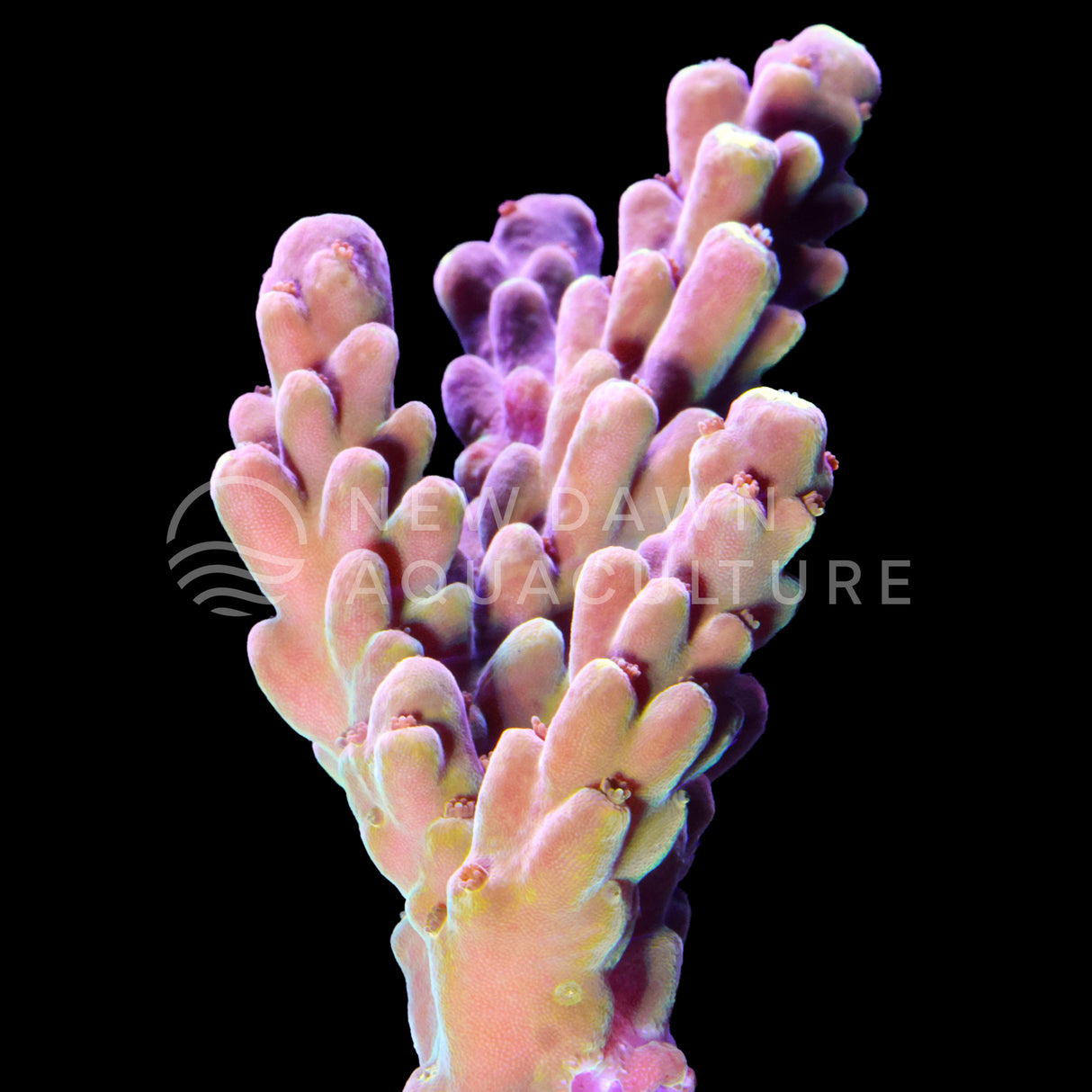 Golden Jawdropper Acropora