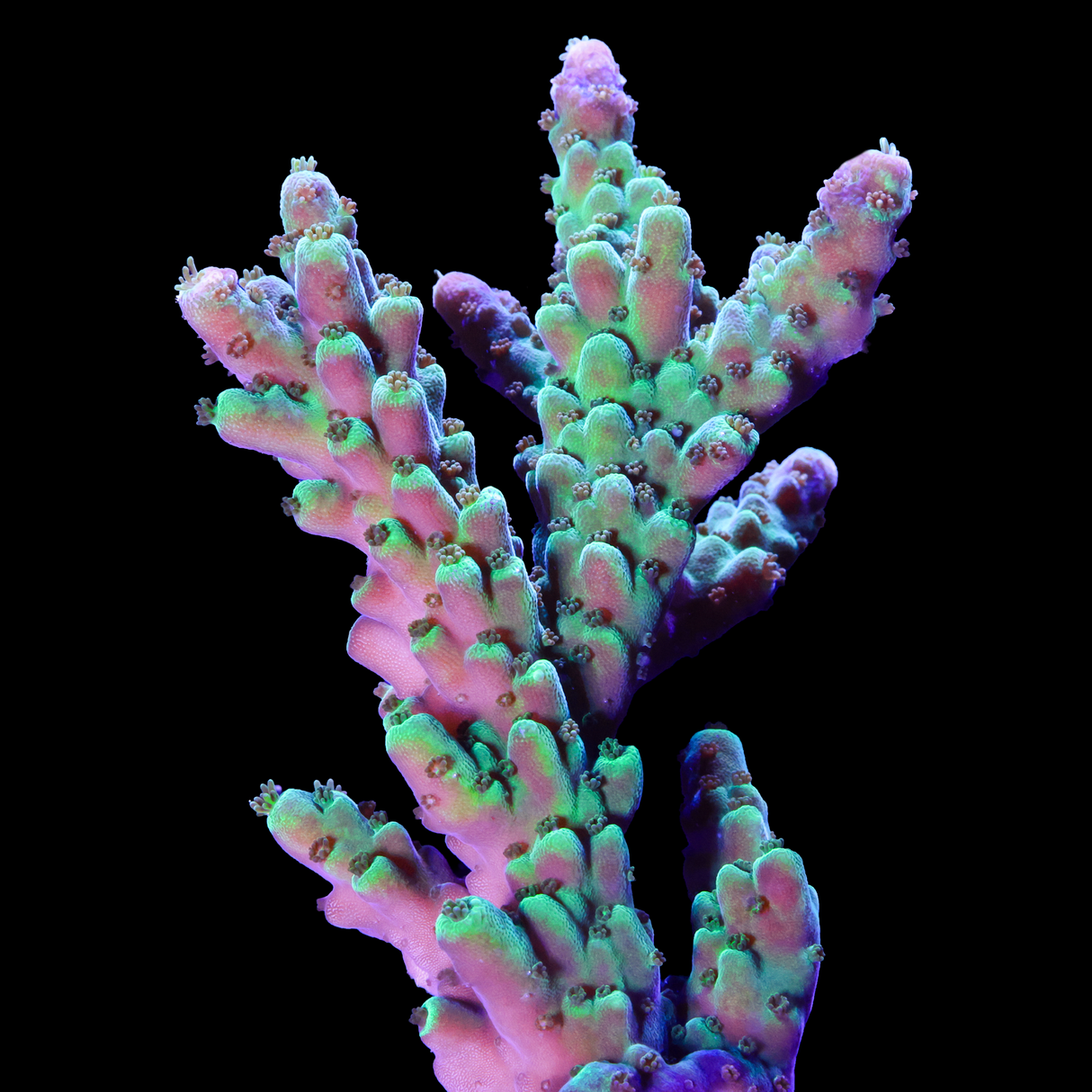 Jade Crown Acropora