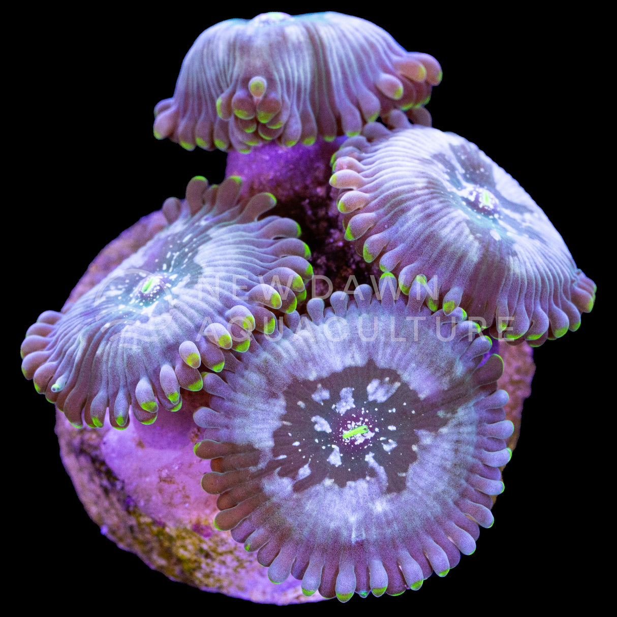 Green Agave Zoanthids