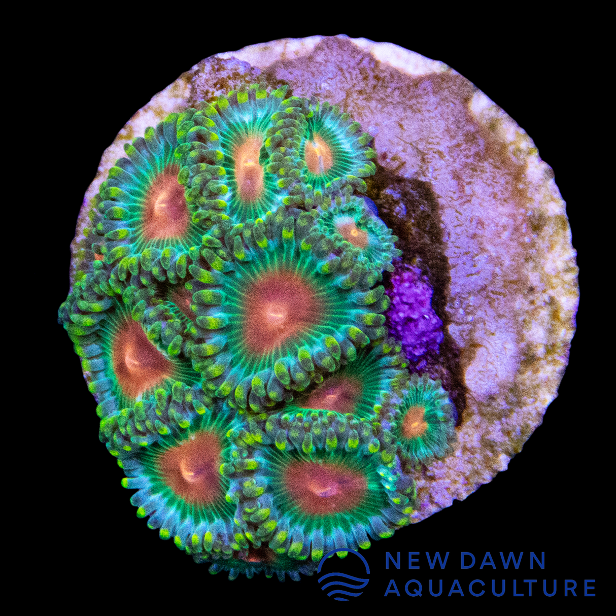 Green Bay Packers Zoanthids