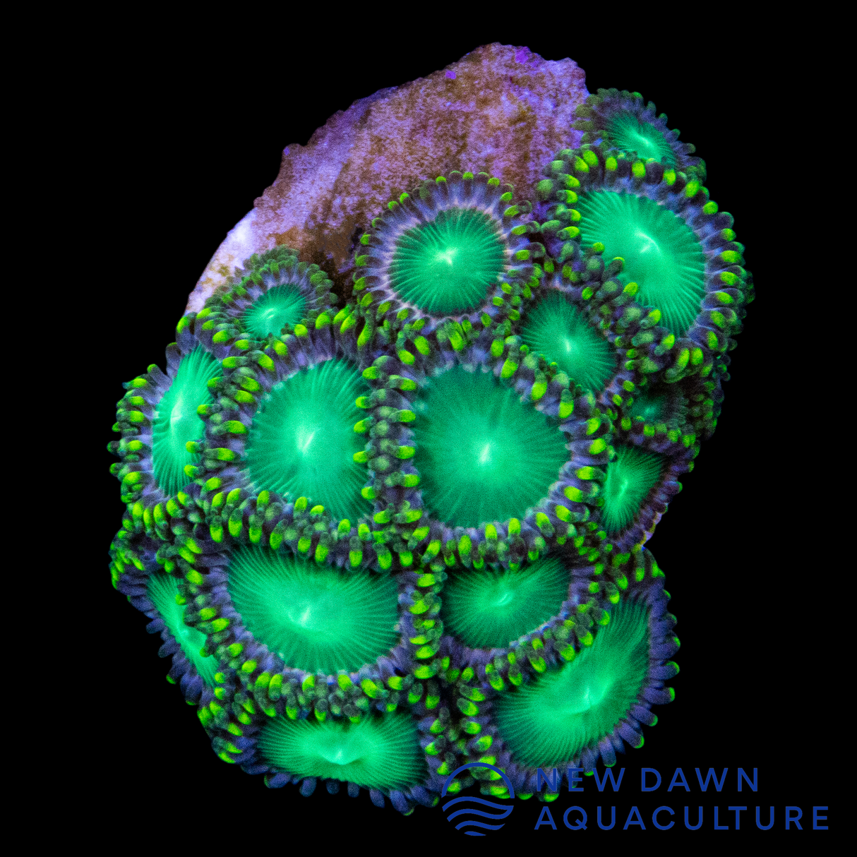 Green Dragon Eye Zoanthids