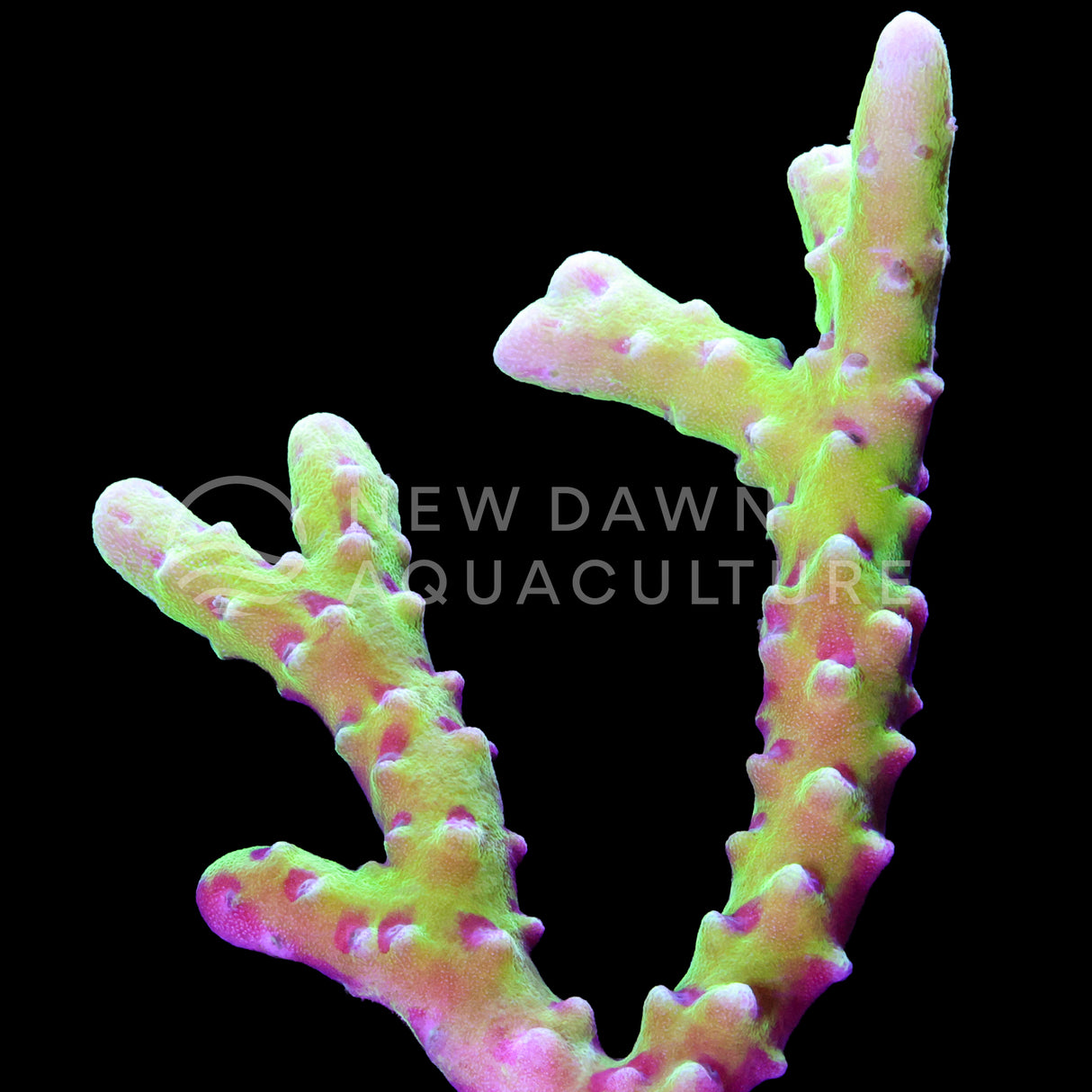 Green Goblin Anacropora