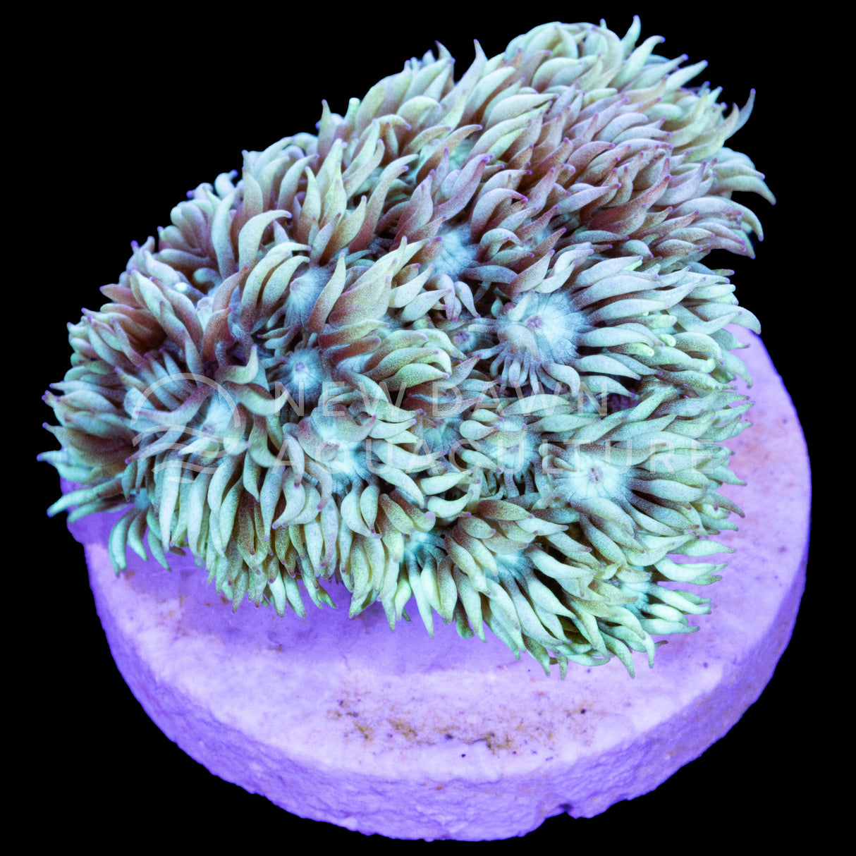 Light Green Goniopora