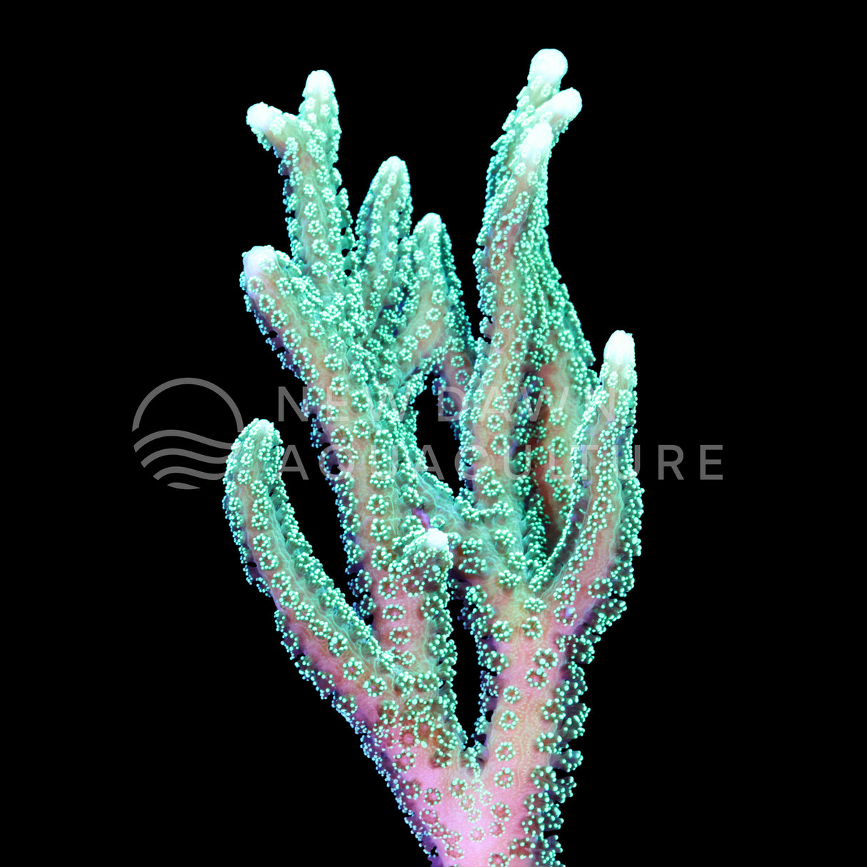 Green Hystrix Bird's Nest