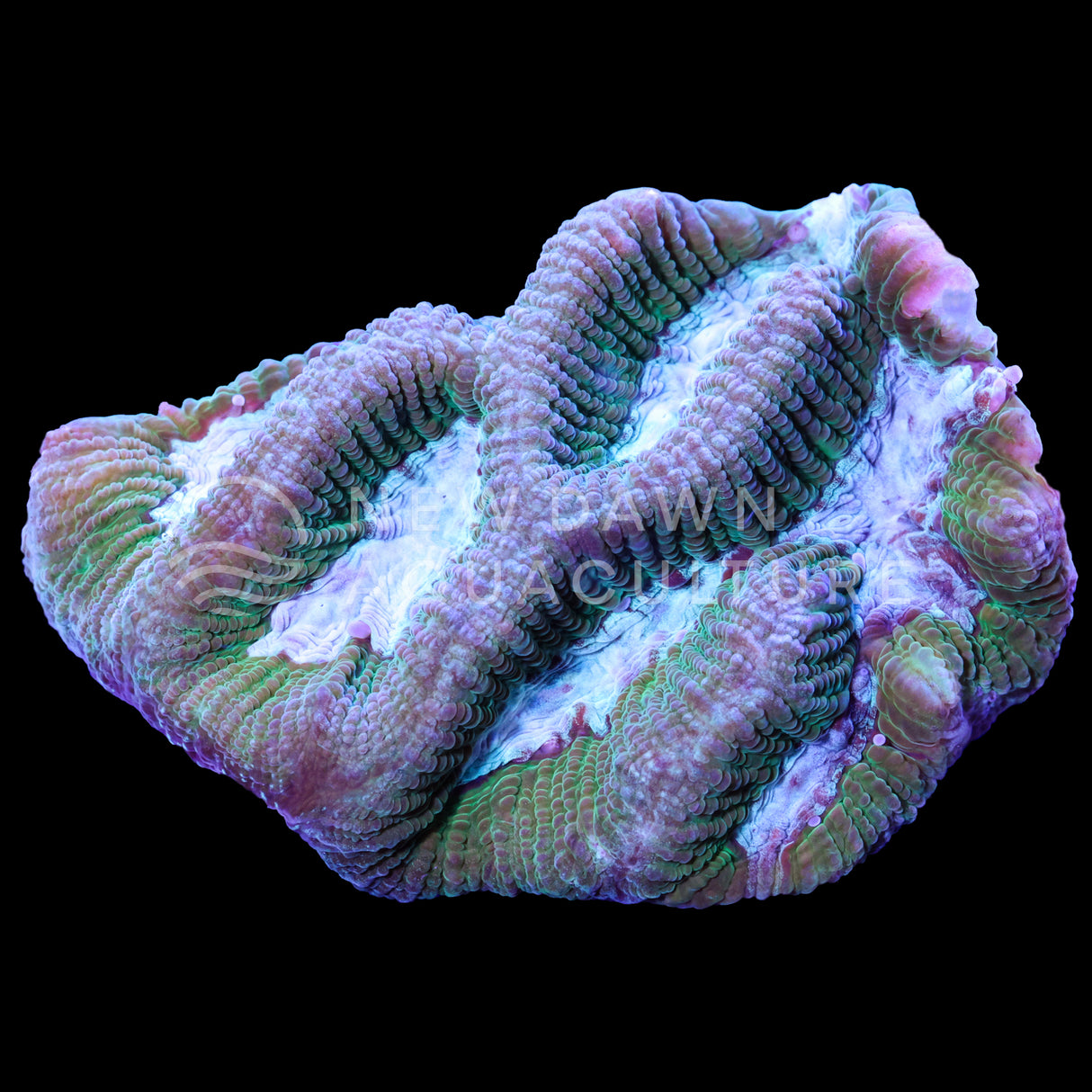 Green Paragoniastrea