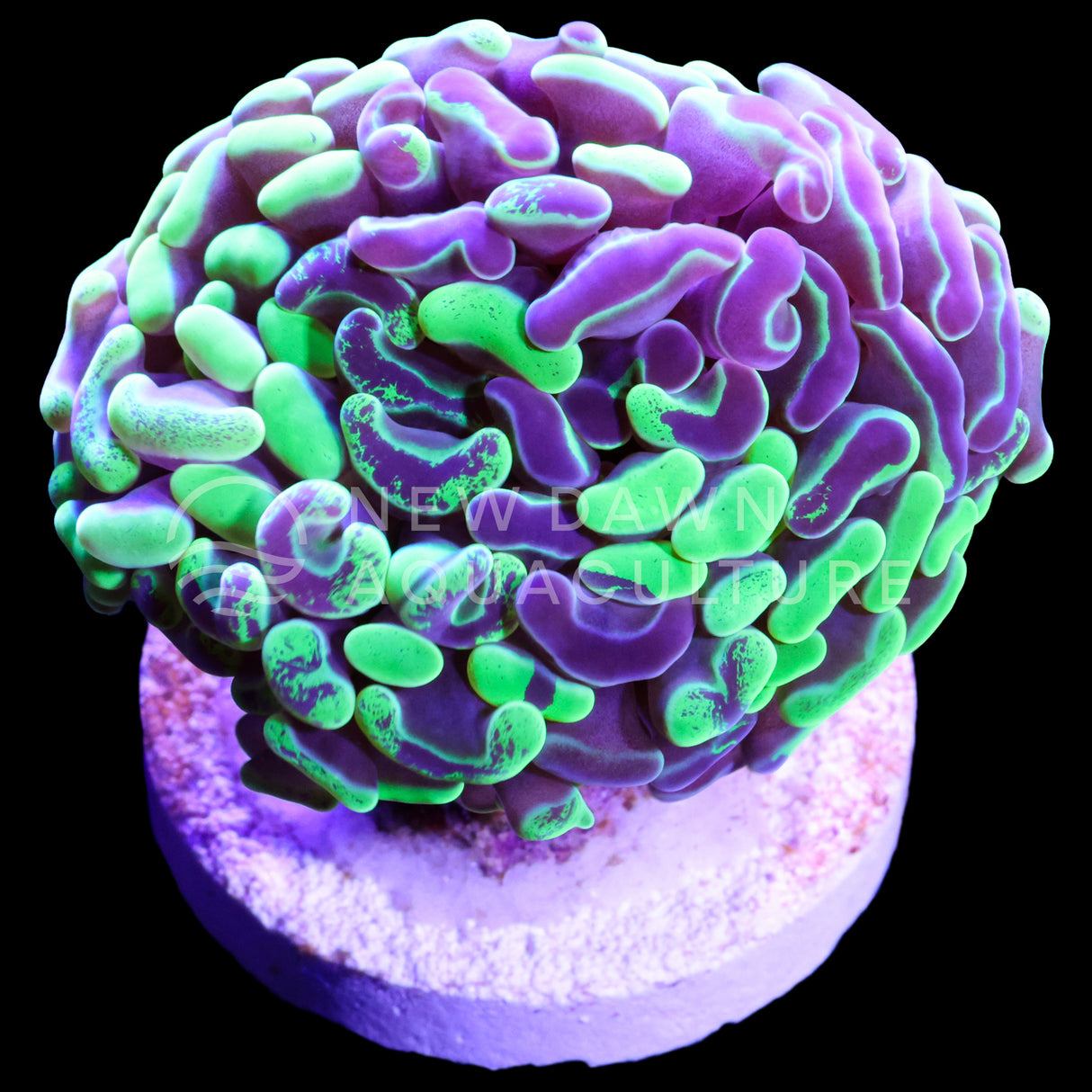 Green Splatter Branching Hammer