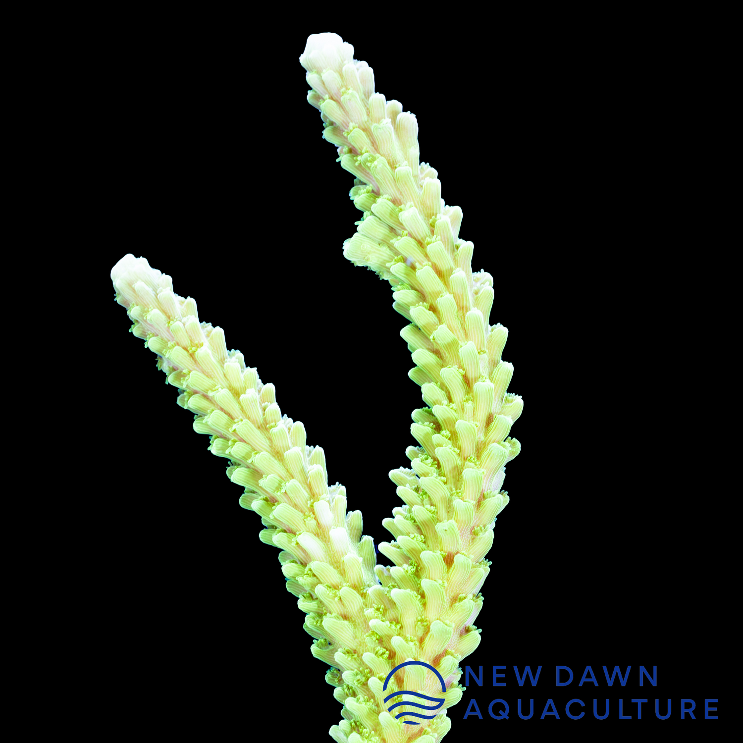 Neon Green Stag Acropora