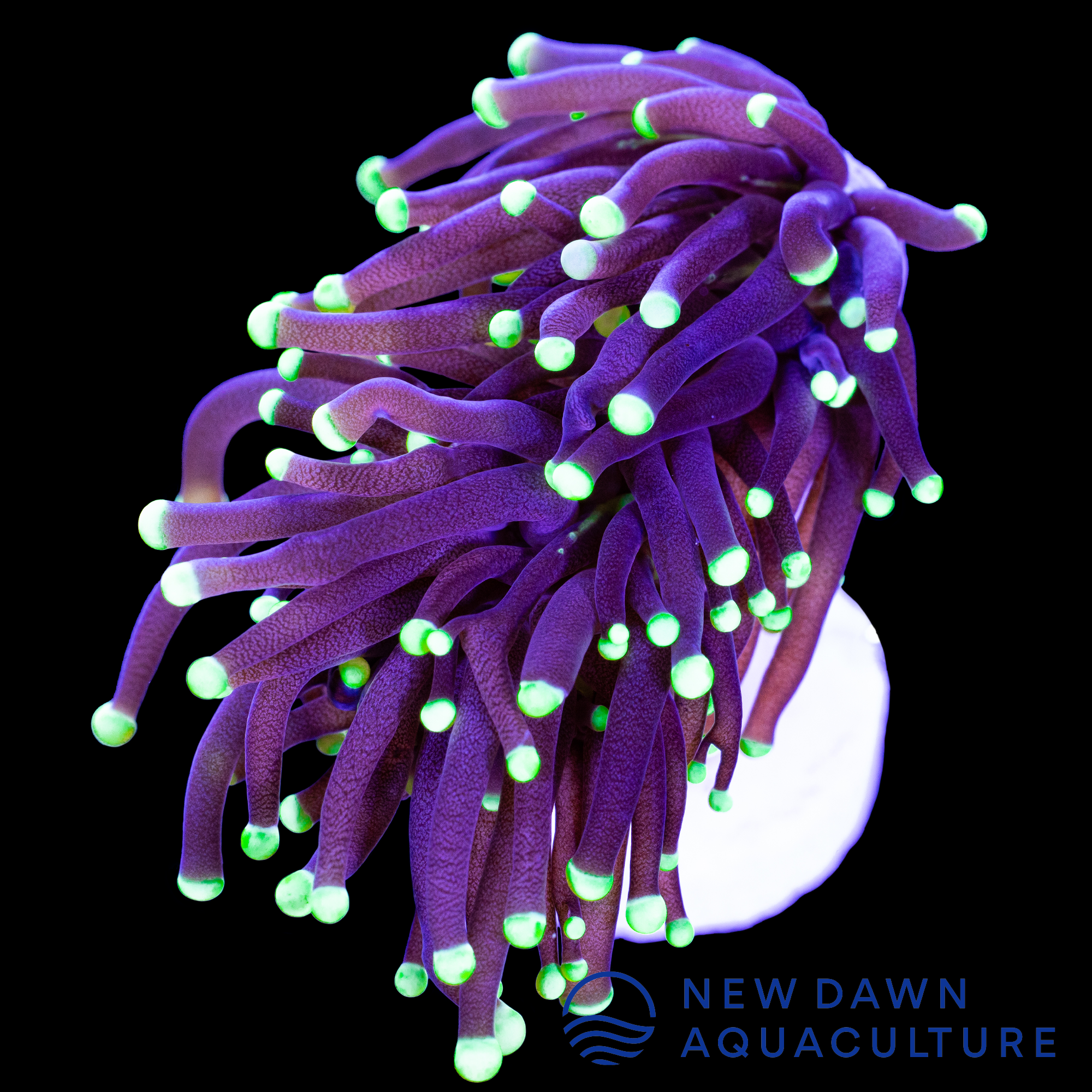 Green Tip Torch New Dawn Aquaculture