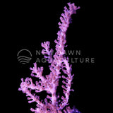 Grube's Gorgonian