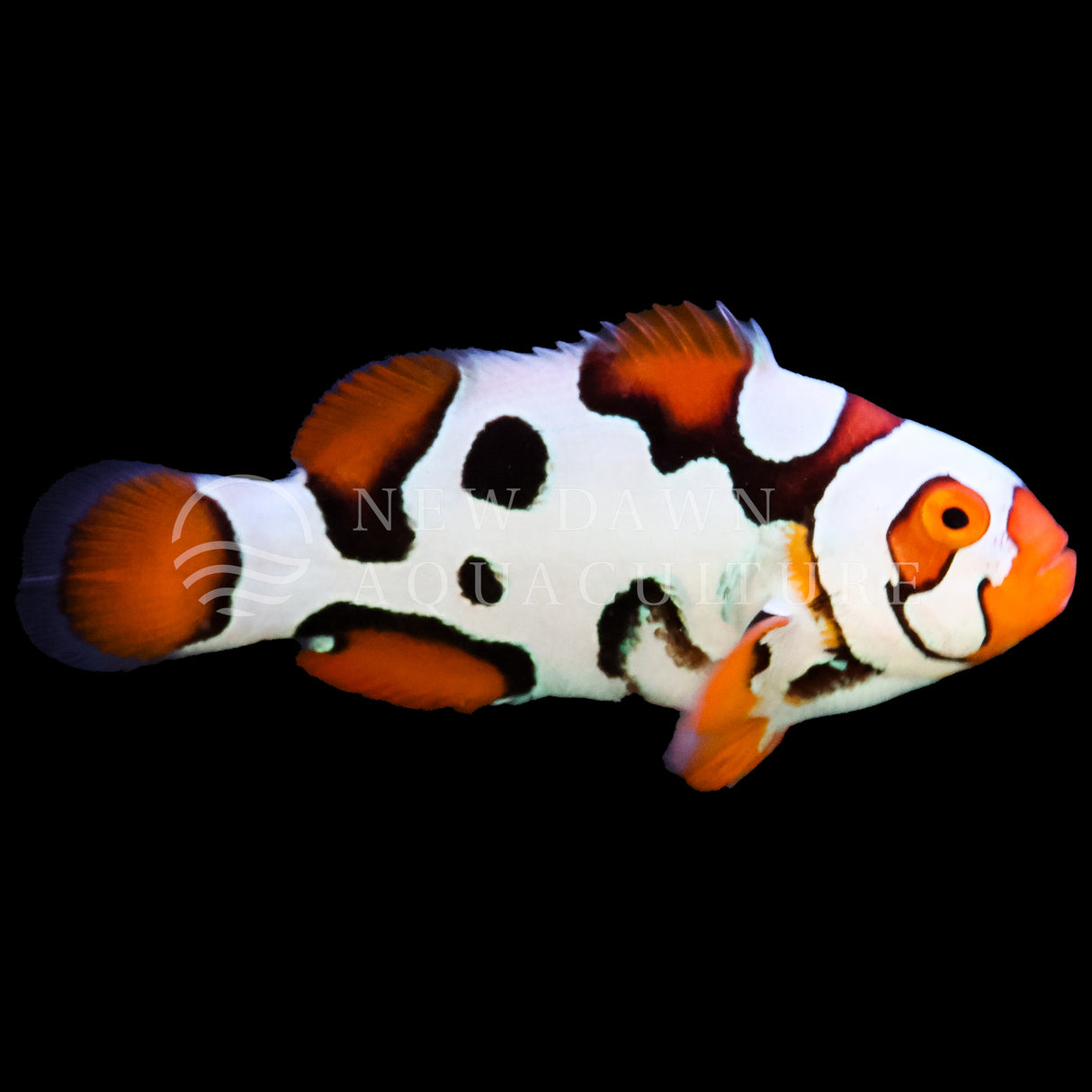 Helmet Picasso Percula Clownfish