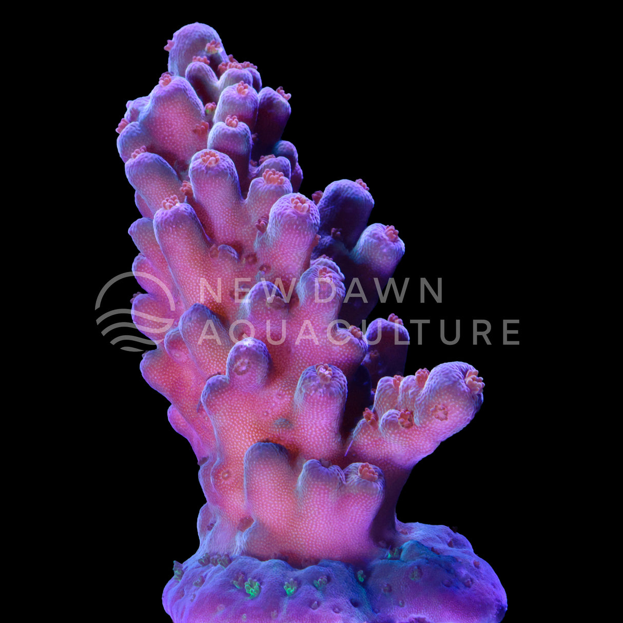 Hologram Acropora