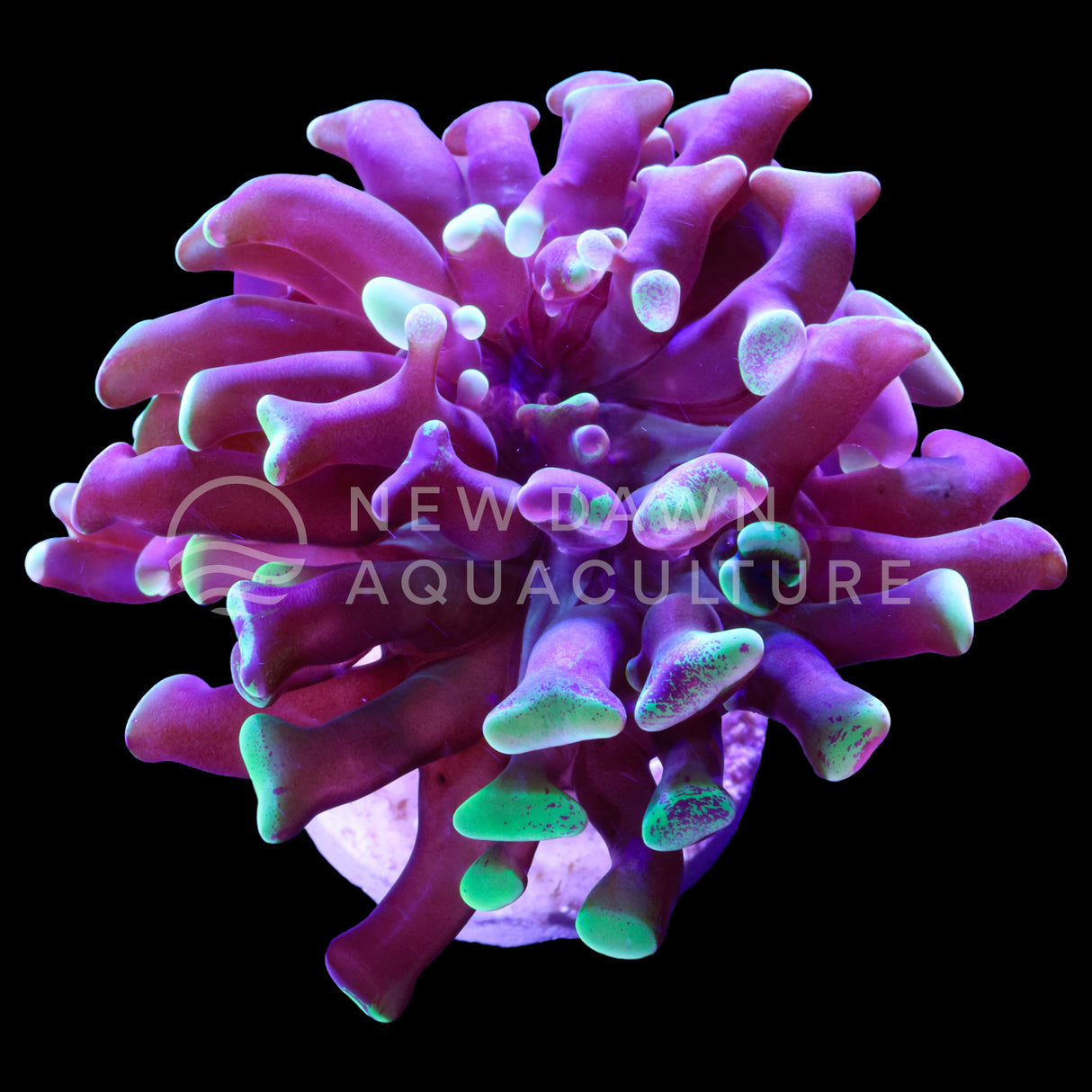 Indo Splatter Branching Hammer