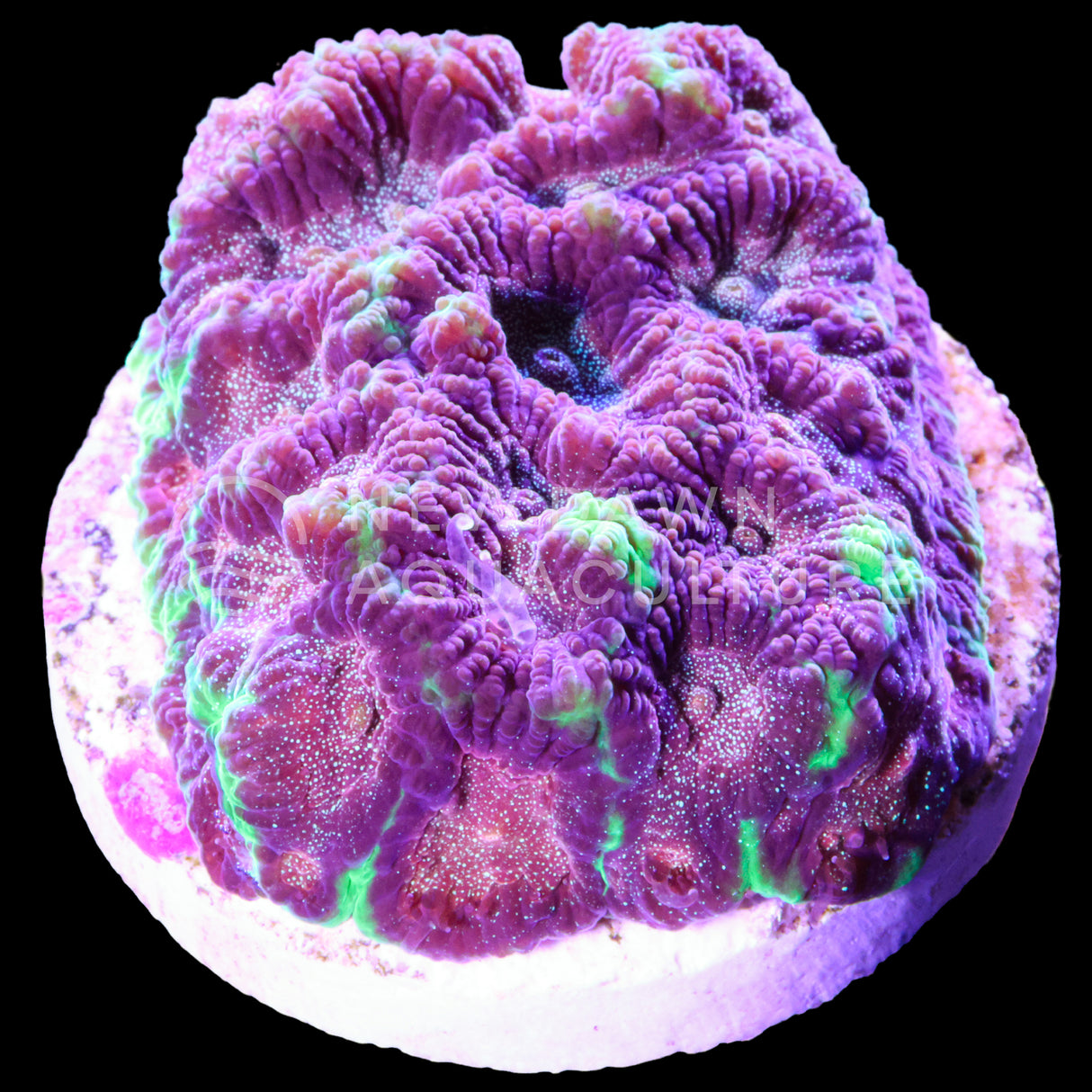 Infection Favites