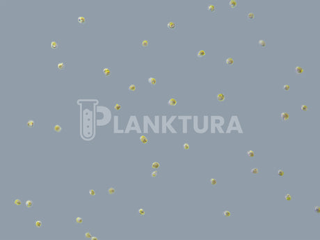 Ultimate Phyto Pack
