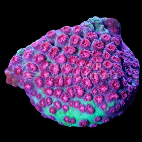 Representative Jingle Bells Cyphastrea coral