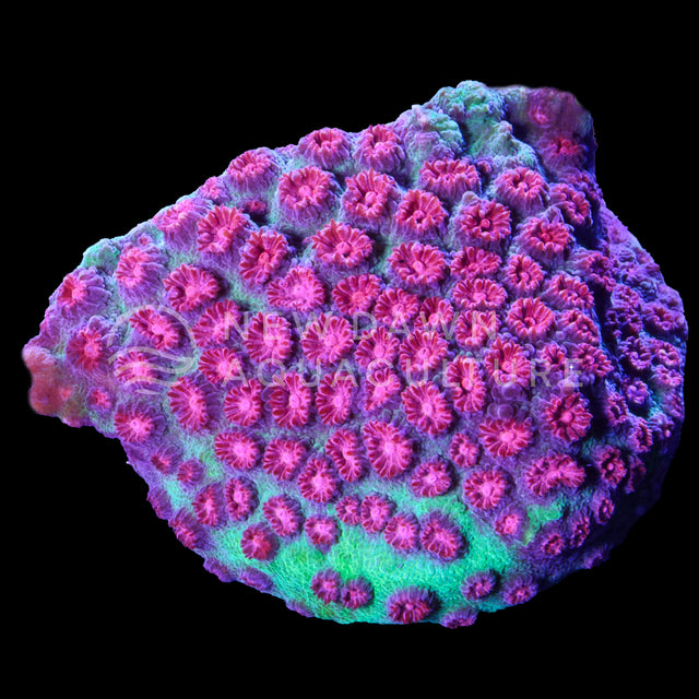 Representative Jingle Bells Cyphastrea coral