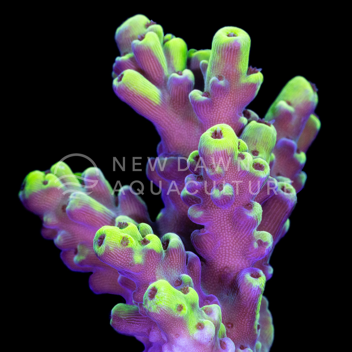 Killer Bee Acropora