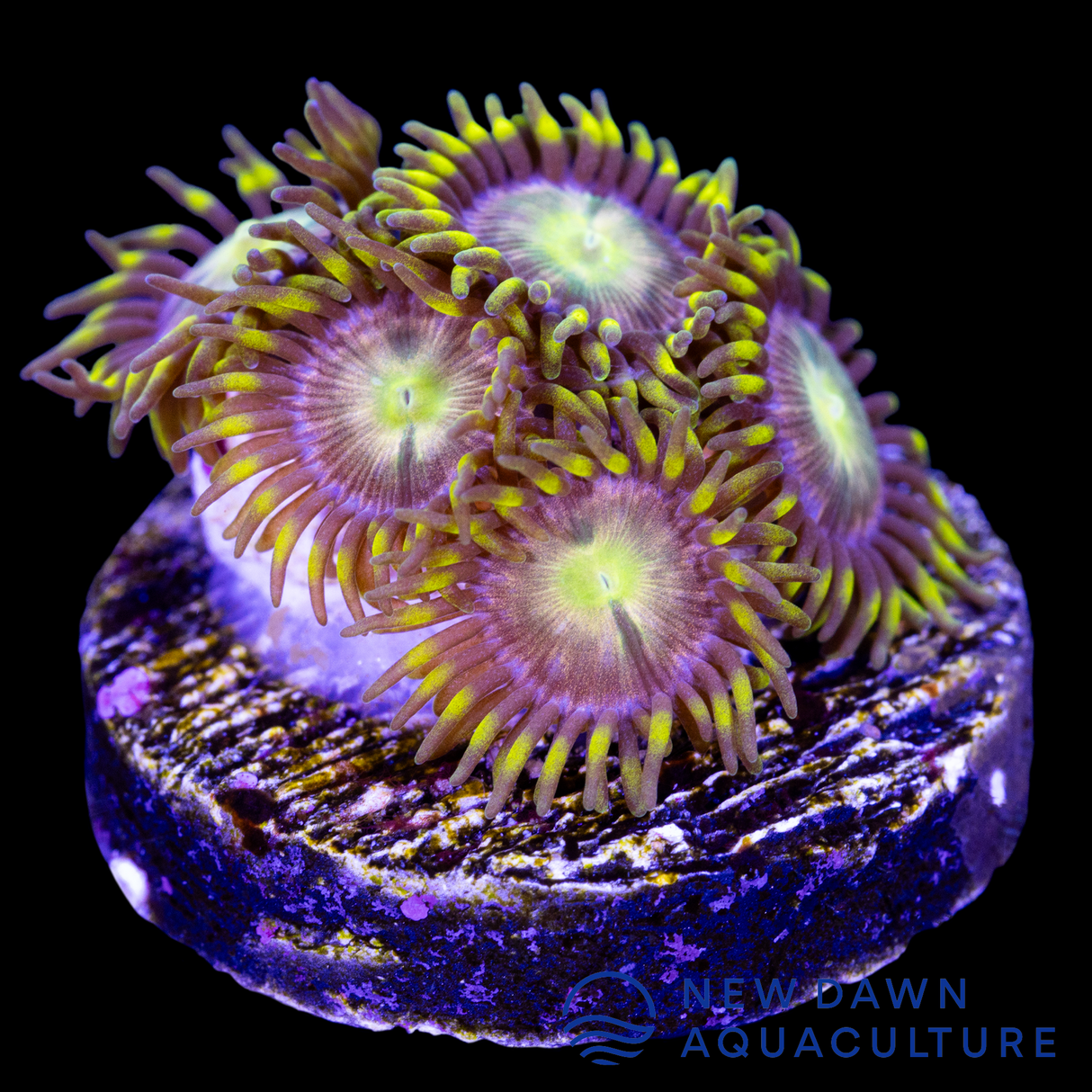 Lady Dragons Zoanthids