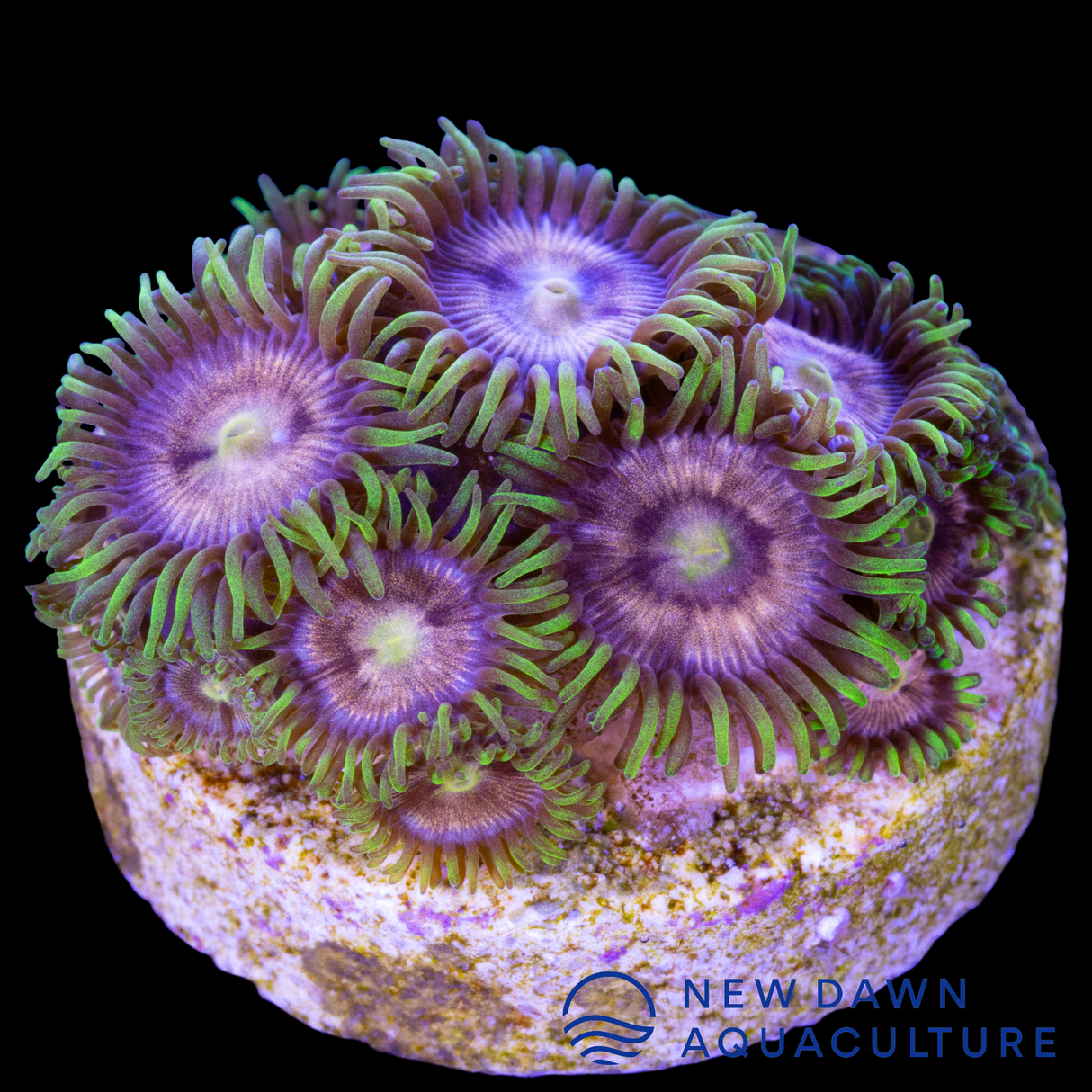 Laser Lemon Zoanthids