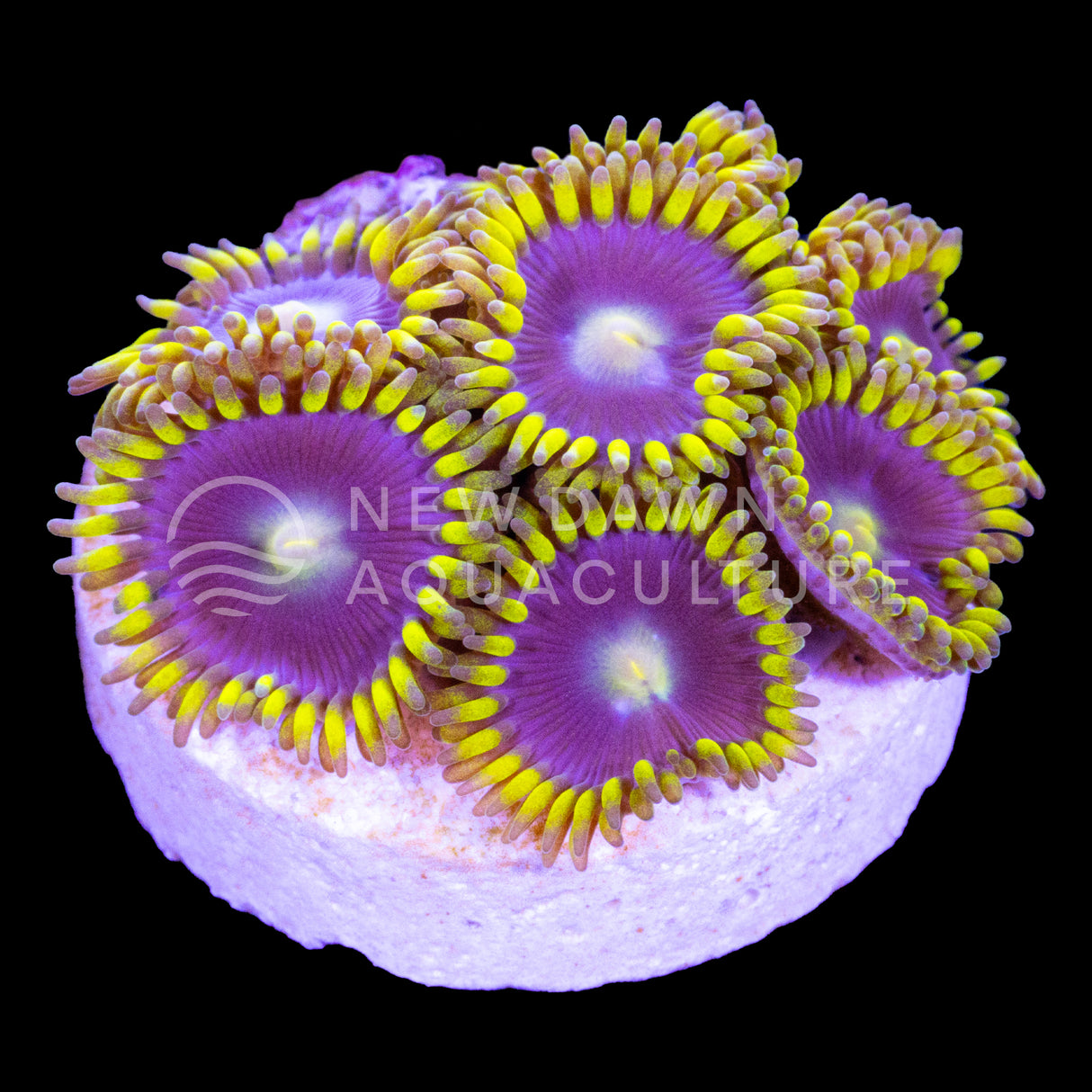 Lavender Rays Zoanthids