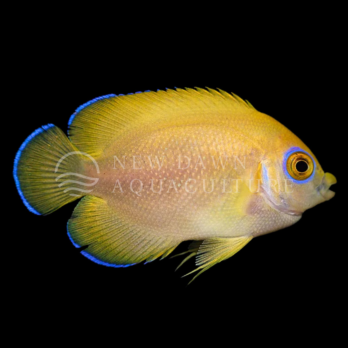 Lemonpeel Angelfish