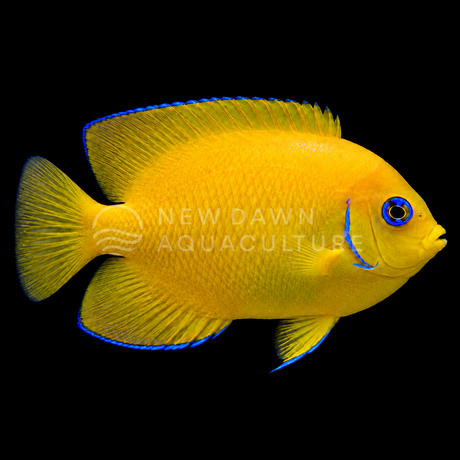 Lemonpeel Angelfish facing right on a black background