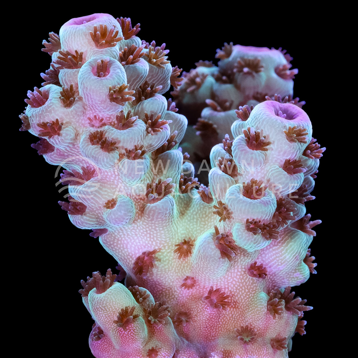 Light Green Acropora Florida