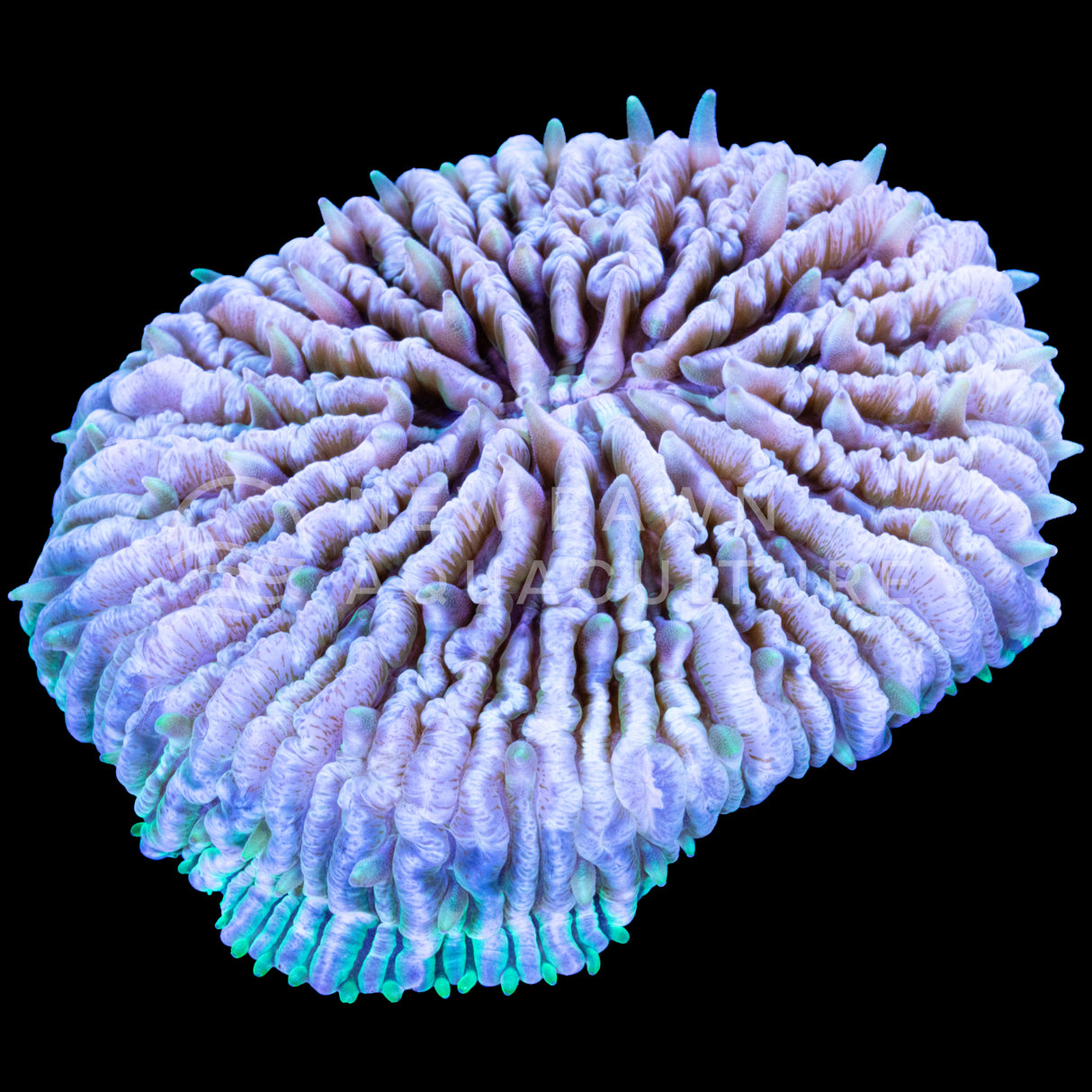 Light Green Plate Coral
