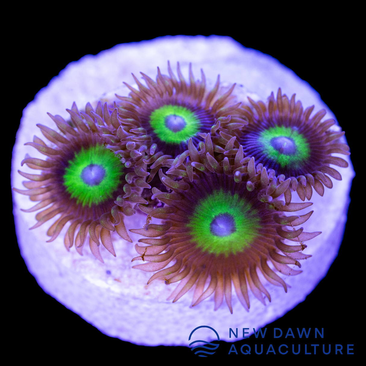 Lucky Charms Zoanthids