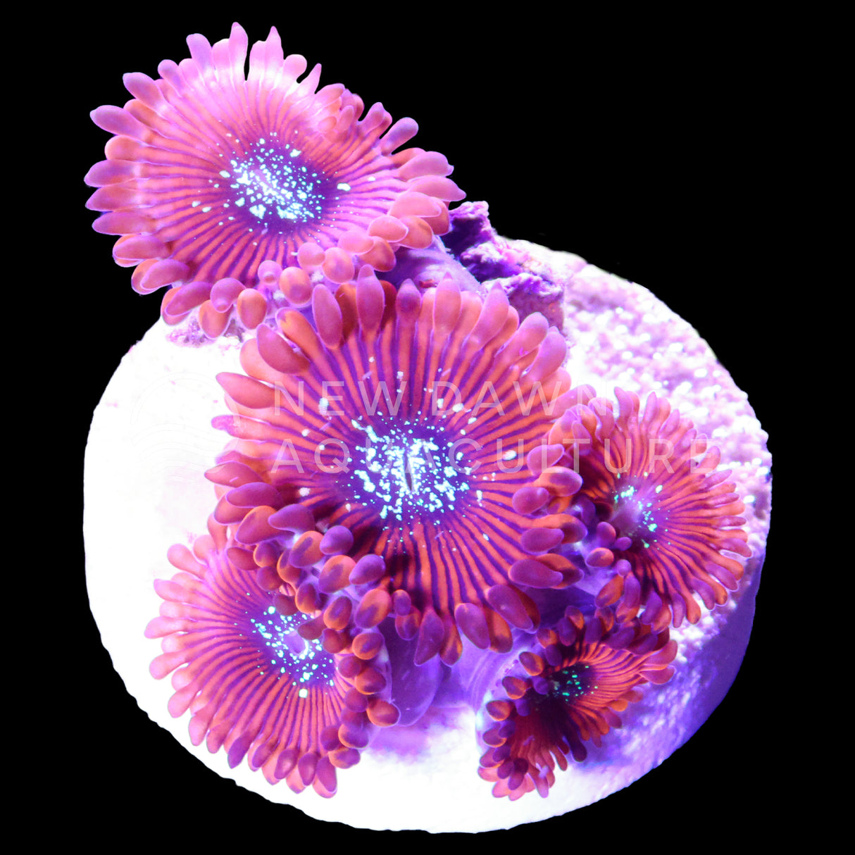 Magician Zoanthids