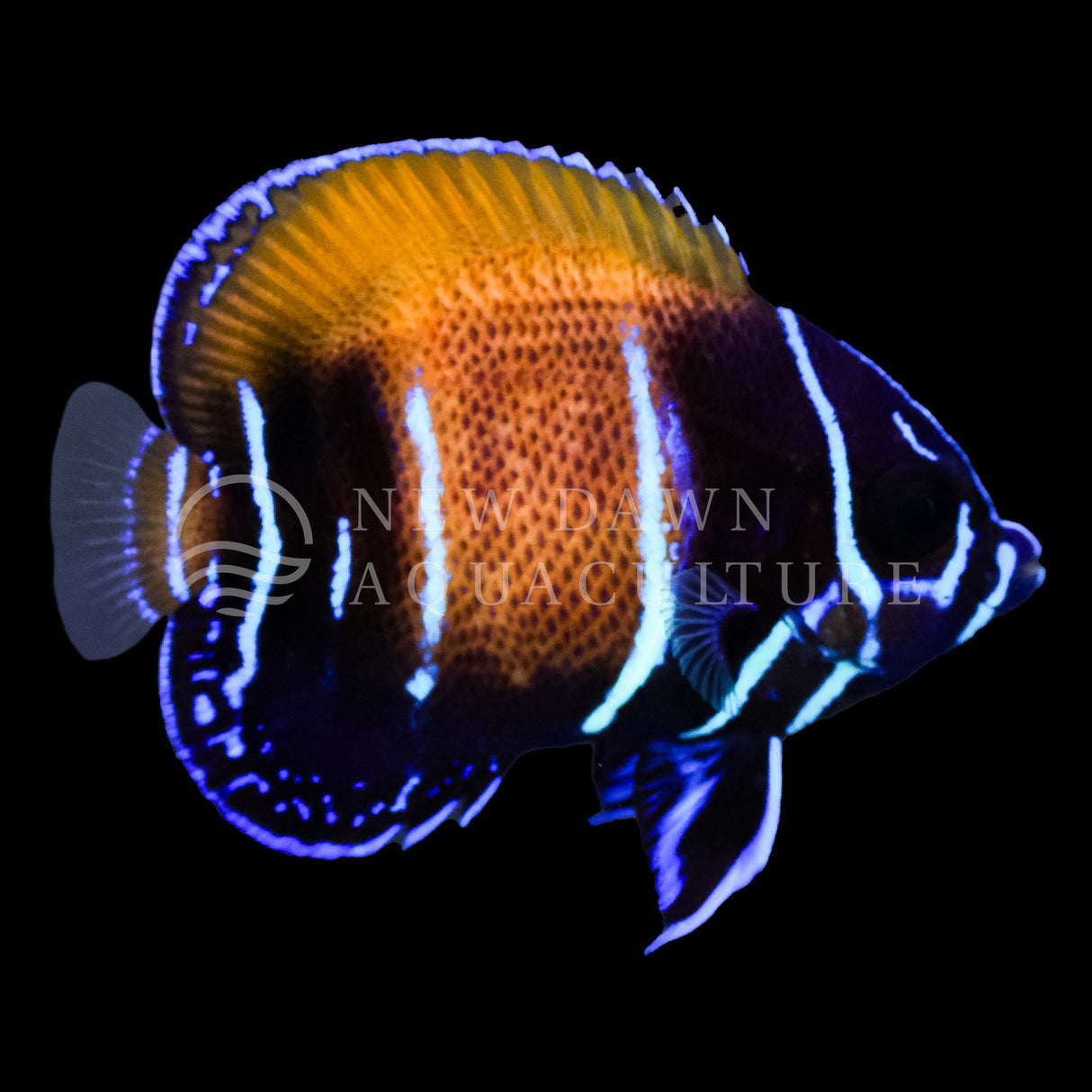 Majestic Angelfish