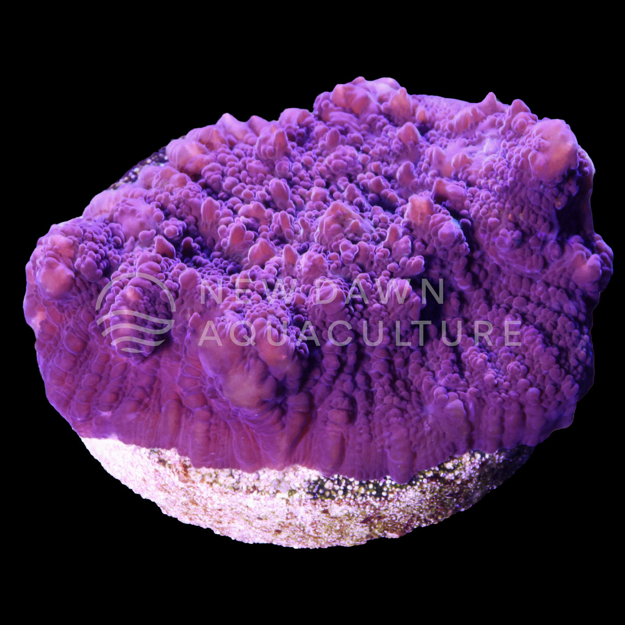 Mauve Chalice