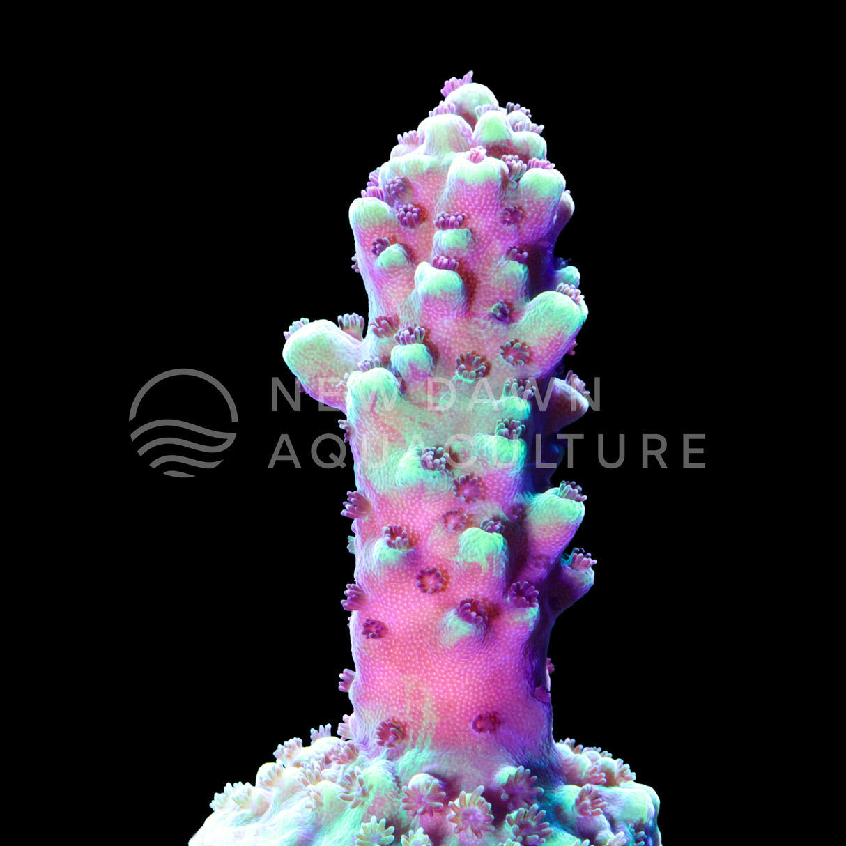 Melon Berry Acropora