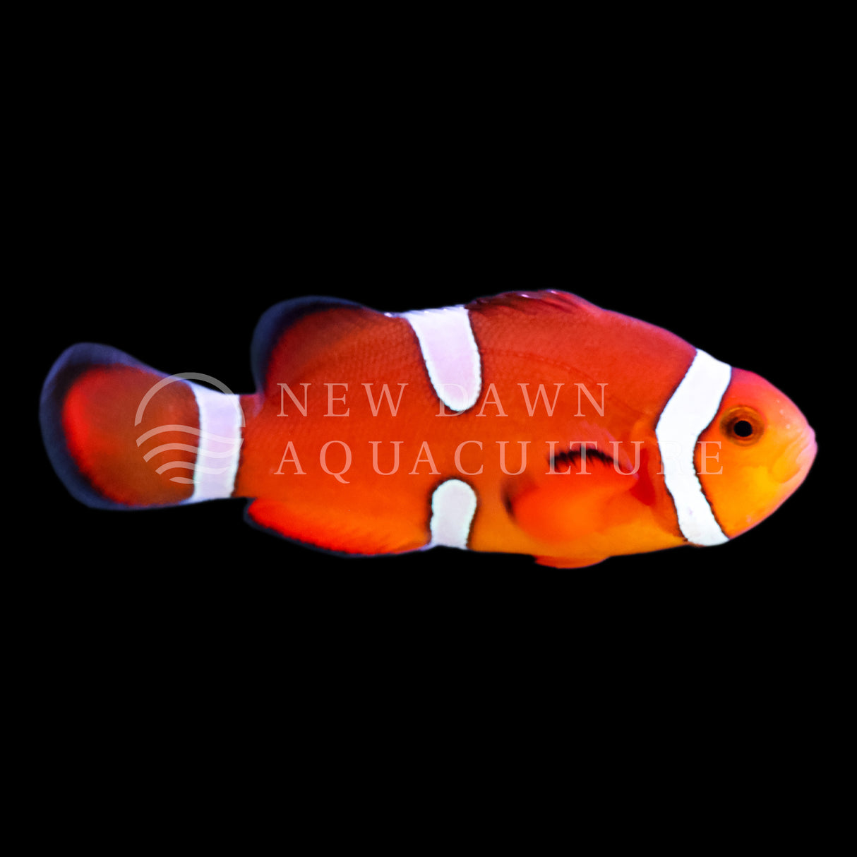 Misbar Orange Ocellaris Clownfish