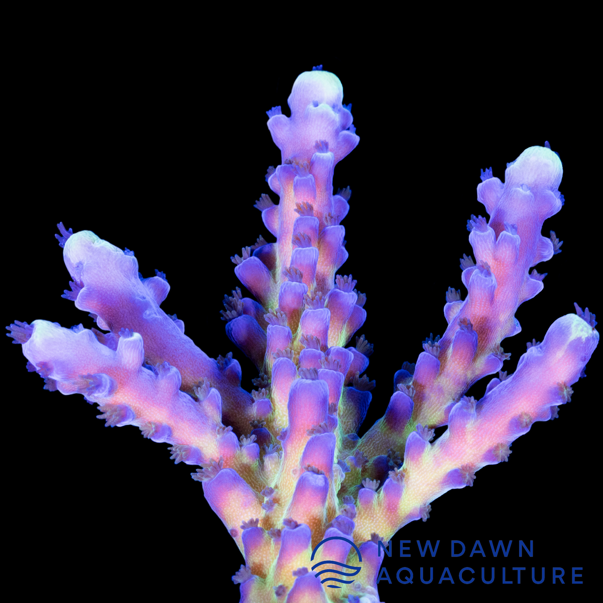 Miyagi Tort Acropora