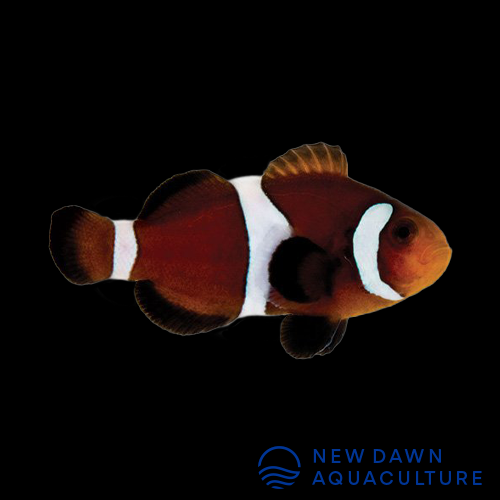 Mocha Ocellaris Clownfish