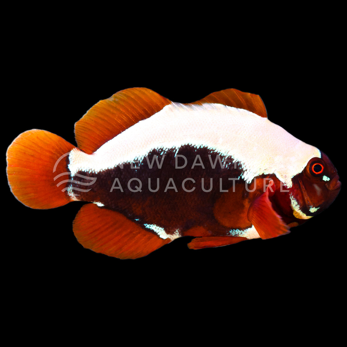 Mohawk Maroon Clownfish