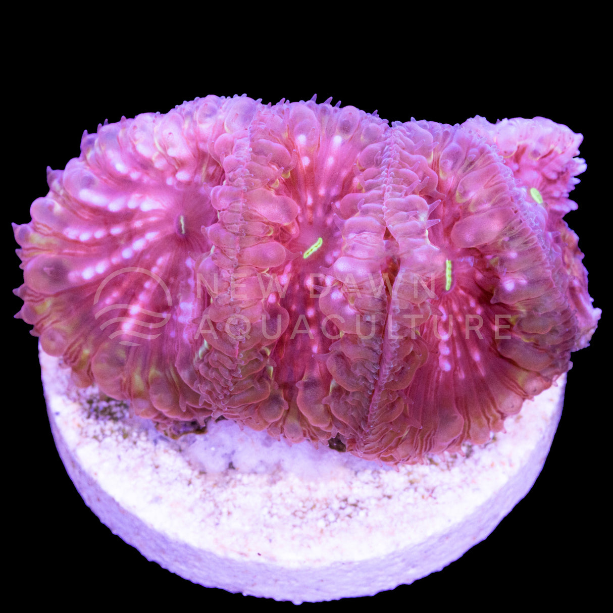 Molten Blastomussa